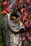 Eastern Screech-Owl with Virginia Creeper