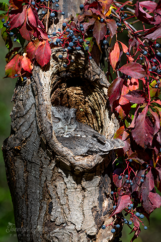 Eastern Screech-Owl with Virginia Creeper