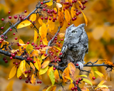 Eastern Screech-Owl in Fall Foliage