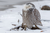 Snowy Owl in the Snow