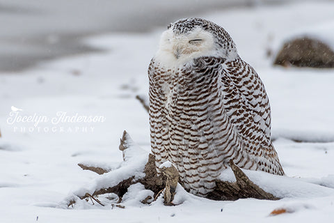 Snowy Owl in the Snow