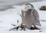 Snowy Owl in the Snow