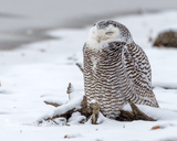 Snowy Owl in the Snow