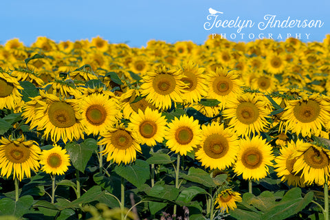 Sunflowers