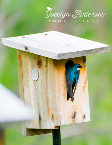 Tree Swallow