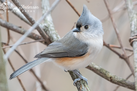 Tufted Titmouse