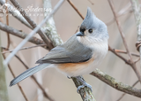 Tufted Titmouse