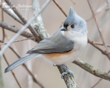 Tufted Titmouse