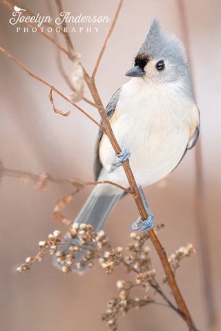 Tufted Titmouse