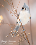 Tufted Titmouse