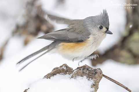 Tufted Titmouse Happy Dance