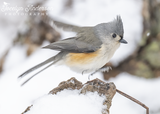 Tufted Titmouse Happy Dance