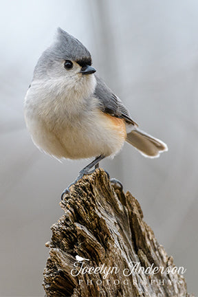 Tufted Titmouse