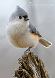 Tufted Titmouse