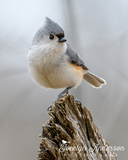 Tufted Titmouse