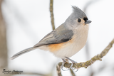 Tufted Titmouse