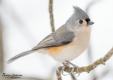 Tufted Titmouse