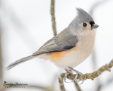 Tufted Titmouse
