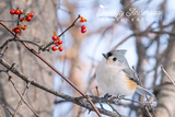 Tufted Titmouse with American Bittersweet