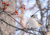 Tufted Titmouse with American Bittersweet