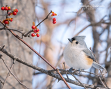 Tufted Titmouse with American Bittersweet