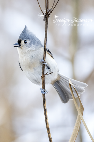 Tufted Titmouse Calling
