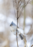 Tufted Titmouse Calling
