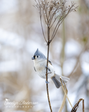 Tufted Titmouse Calling