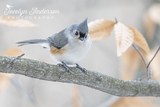 Tufted Titmouse Matching the Golden Leaves