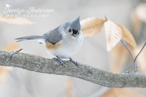 Tufted Titmouse Matching the Golden Leaves