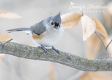 Tufted Titmouse Matching the Golden Leaves