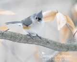 Tufted Titmouse Matching the Golden Leaves