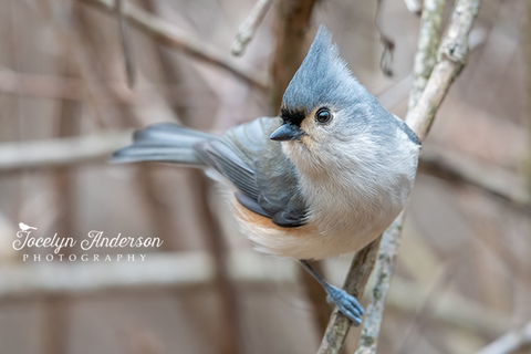 Tufted Titmouse