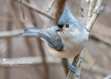Tufted Titmouse
