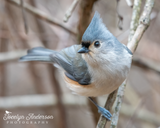 Tufted Titmouse