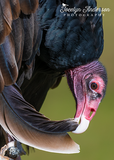 Turkey Vulture Preening