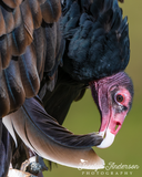 Turkey Vulture Preening