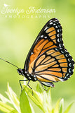 Viceroy butterfly