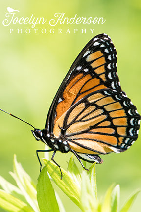 Viceroy butterfly