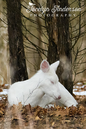 White deer
