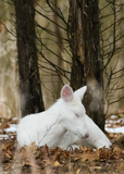 White Deer Resting