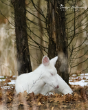 White Deer Resting