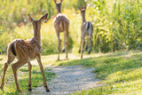 White-tailed Fawn and Family