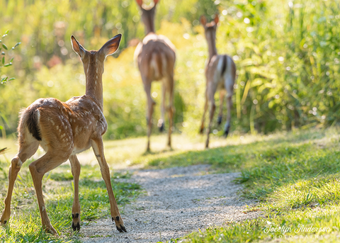 White-tailed Fawn and Family