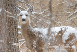 White-tailed Deer in Snow