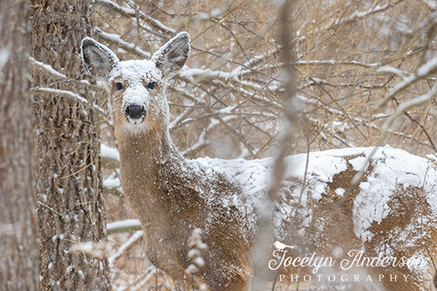 White-tailed Deer in Snow