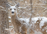 White-tailed Deer in Snow