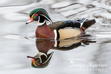 Wood Duck Reflection