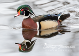 Wood Duck Reflection