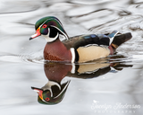 Wood Duck Reflection